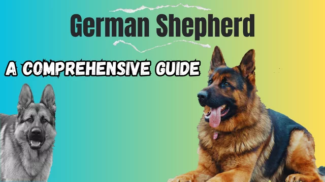 Read more about the article German Shepherd – A Comprehensive Guide